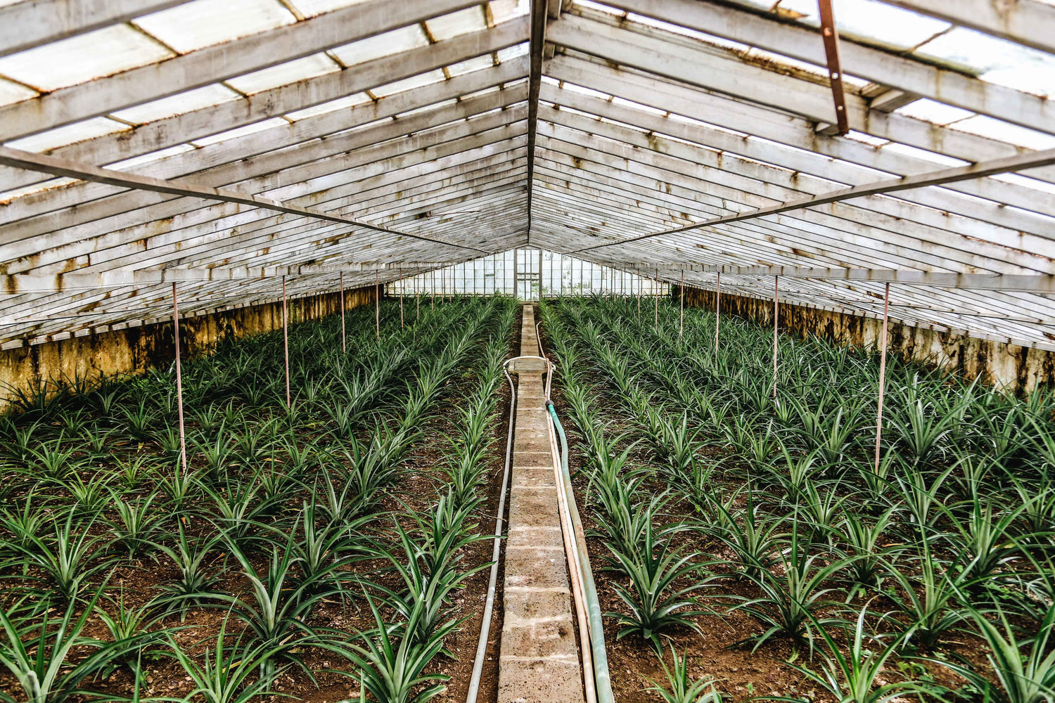 organic cotton farm